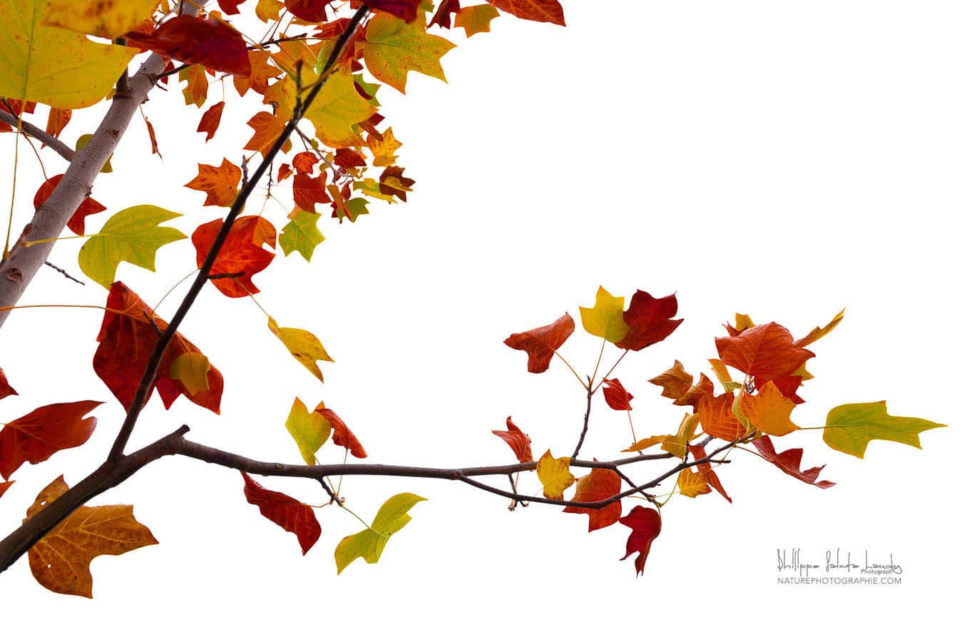 Attrape-rêves blanc aux feuilles d'automne