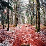 Tapis de feuilles rouge