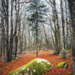 Rocher recouvert de mousse verte en forêt