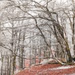 Première neige en forêt