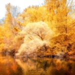 Reflet en or d'une forêt