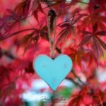 Un coeur en bois dans un érable rouge