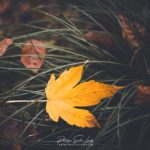 Une feuille jaune dans l'herbe en automne