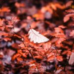 Feuille en automne