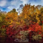 Des arbres colorés en automne