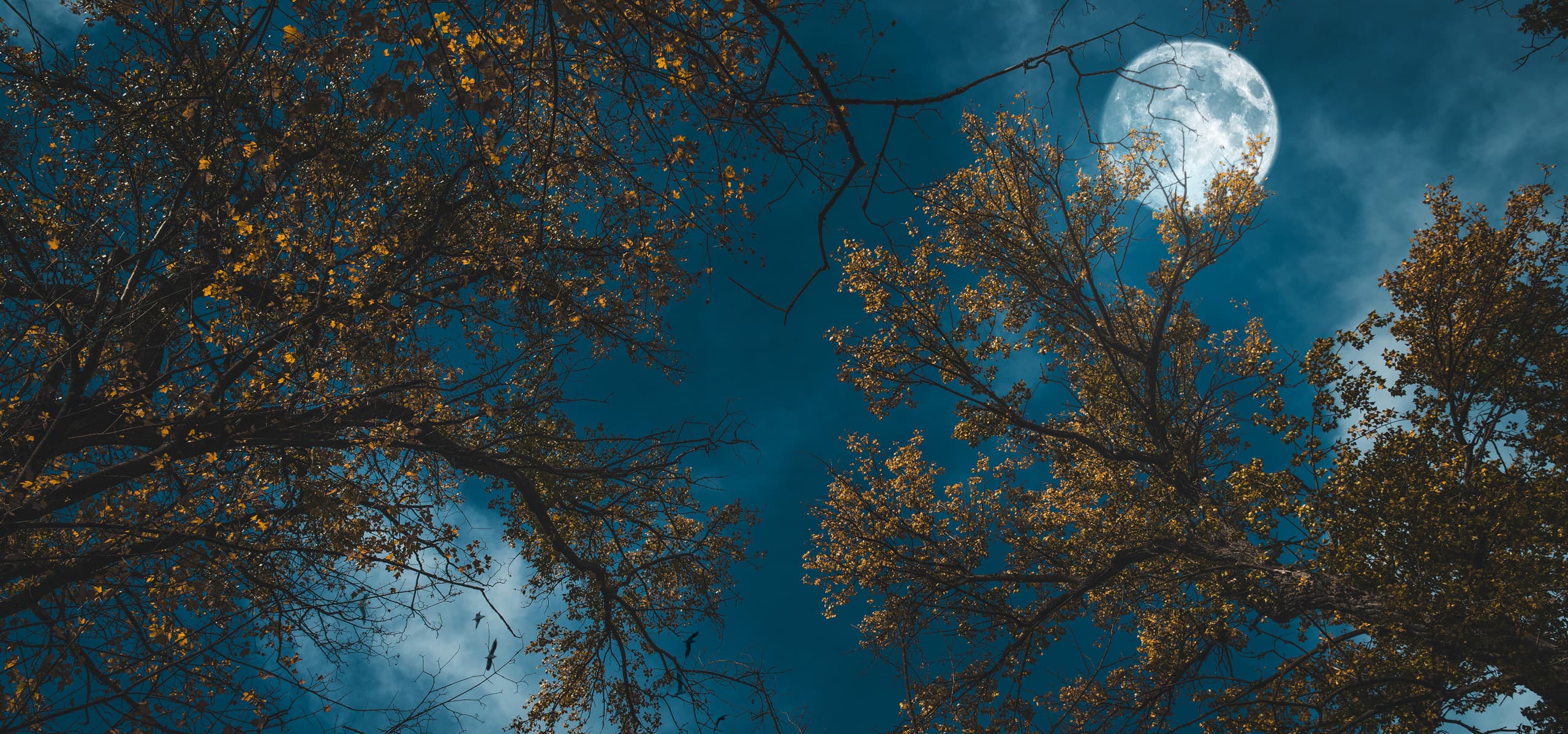 Ciel bleu nocturne et pleine lune