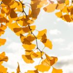 Ginkgo sur fond de ciel