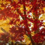 Rayons de soleil dans un ginkgo biloba