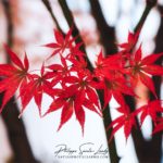 Bouquet de feuilles d'érable en automne