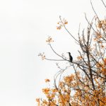 Martin pêcheur sur un arbre