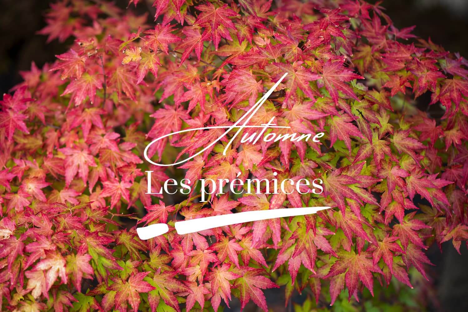 Les prémices de l'automne