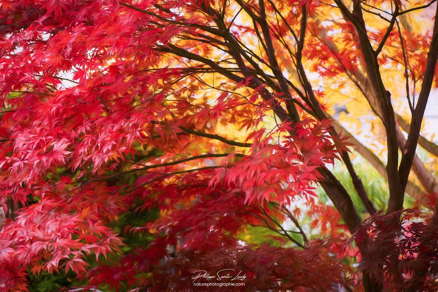 Tableau Japonais Érable en automne