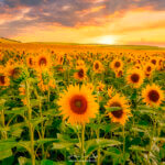 Soleil couchant sur champs de tournesols