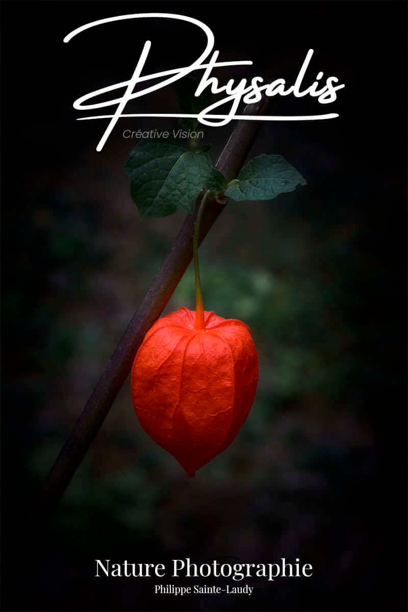 Des photos de physalis