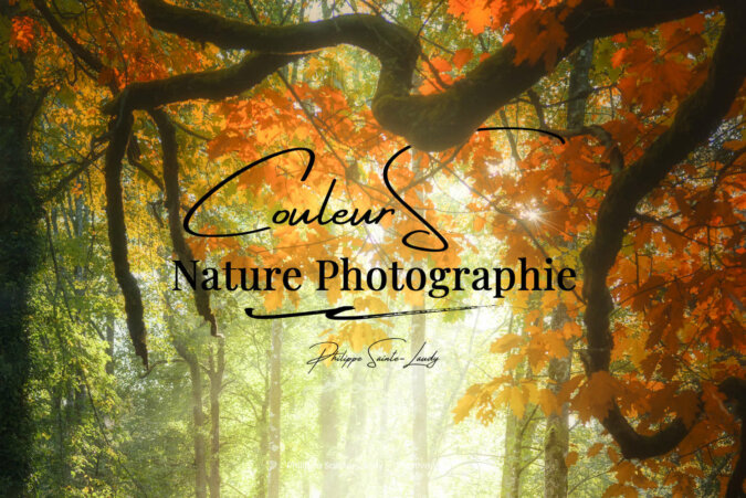 Fleurs de fin d'été et d'automne - 6 photos - La nature en photos le  plaisir d'admirer les merveilles de la nature !