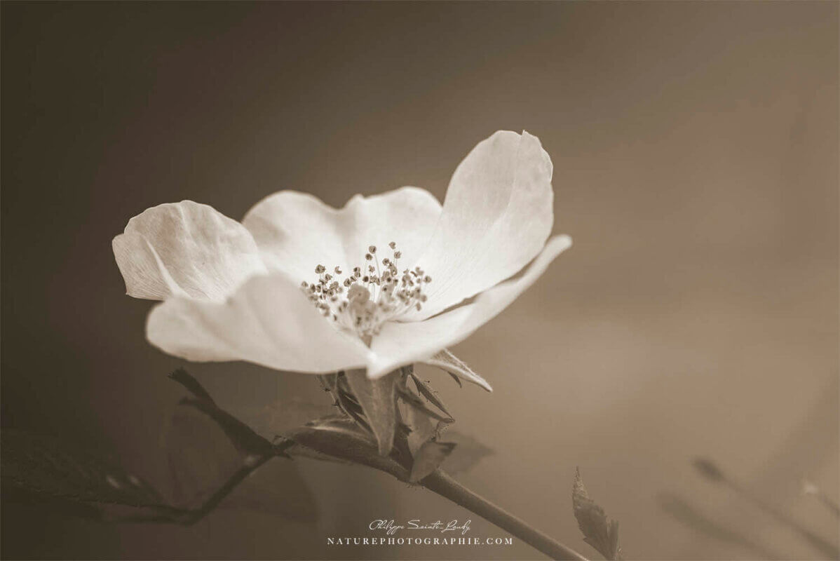 Fleur blanche en sépia