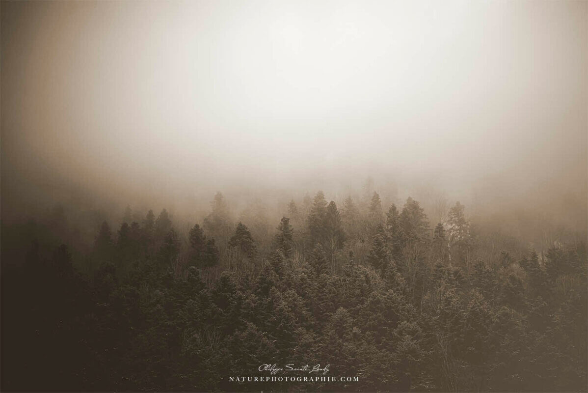 Forêt de sapins dans la brume
