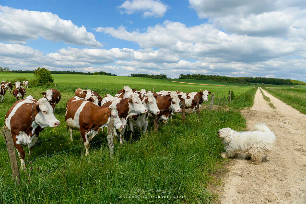 Komondor face à un troupeau de vaches