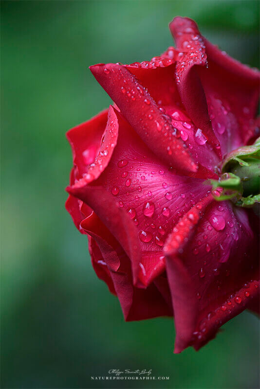 Rosée sur une rose rouge
