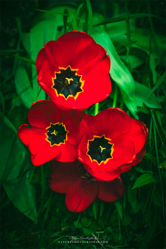 Tulipes rouges ouvertes