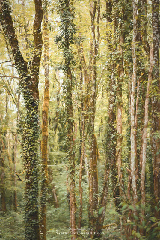 Forêt en paintographie