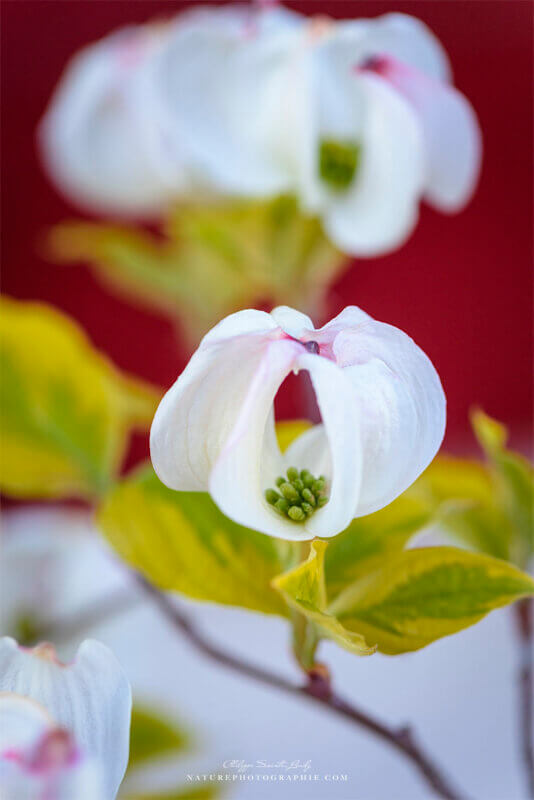 Fleur blanche de cornouiller