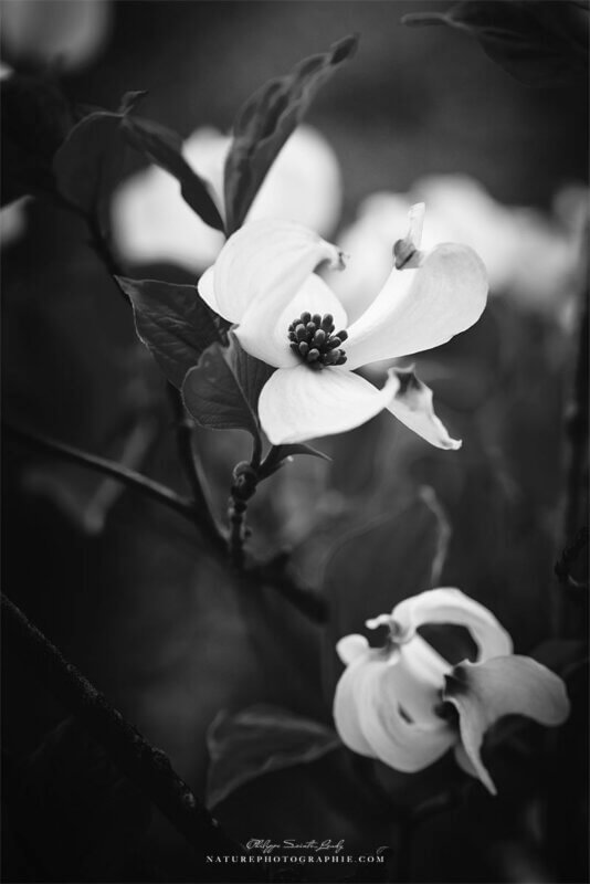 Noir et blanc de fleurs de cornouiller