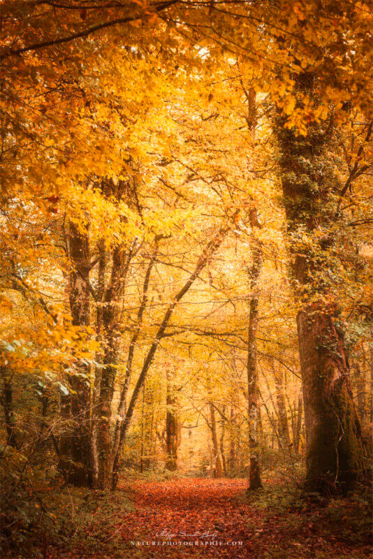 Forêt en automne