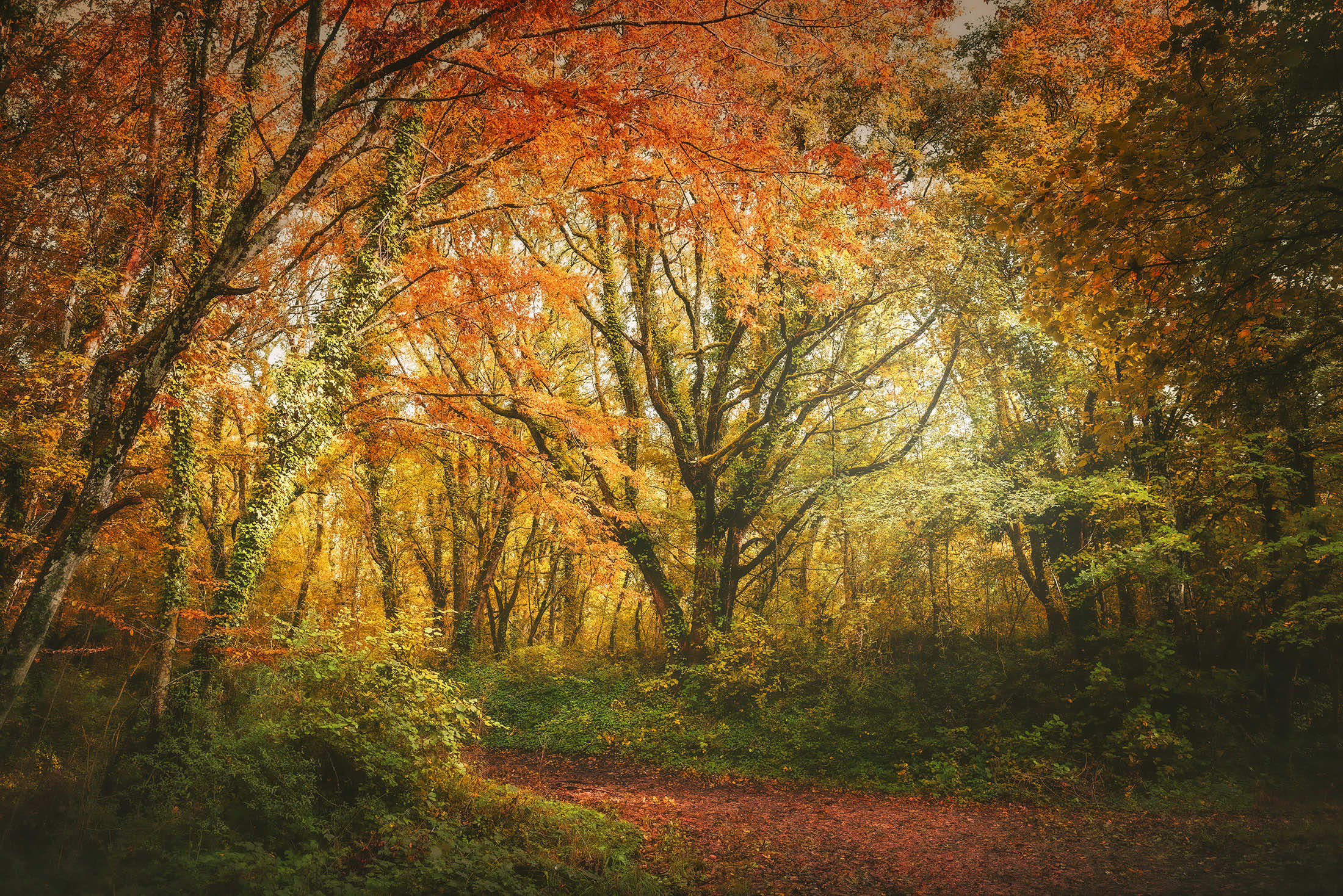 Une forêt en automne