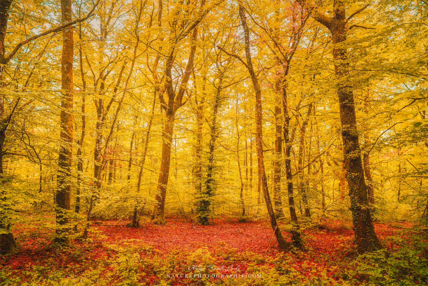 Forêt jaune d'automne