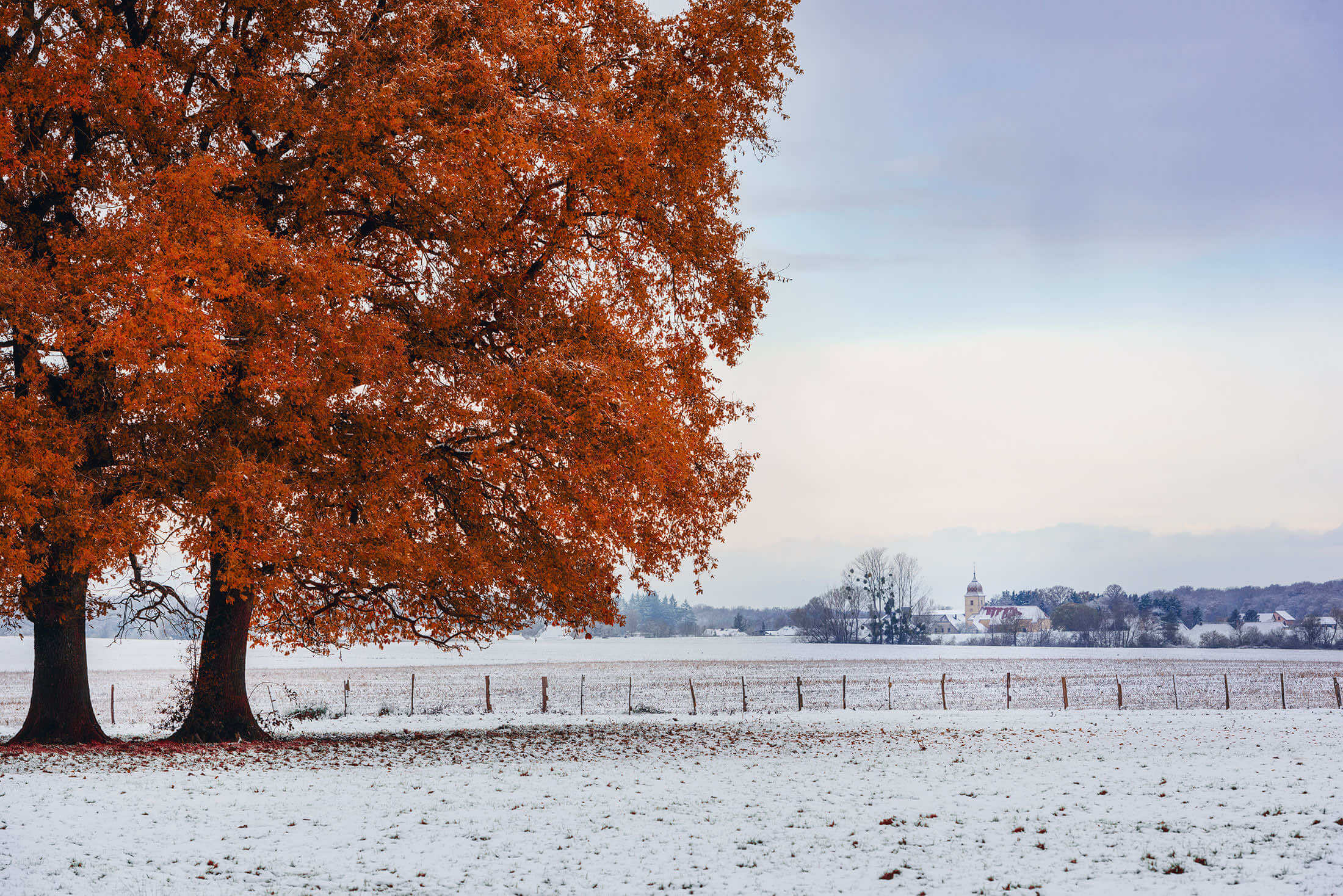 Photo automne - Hiver