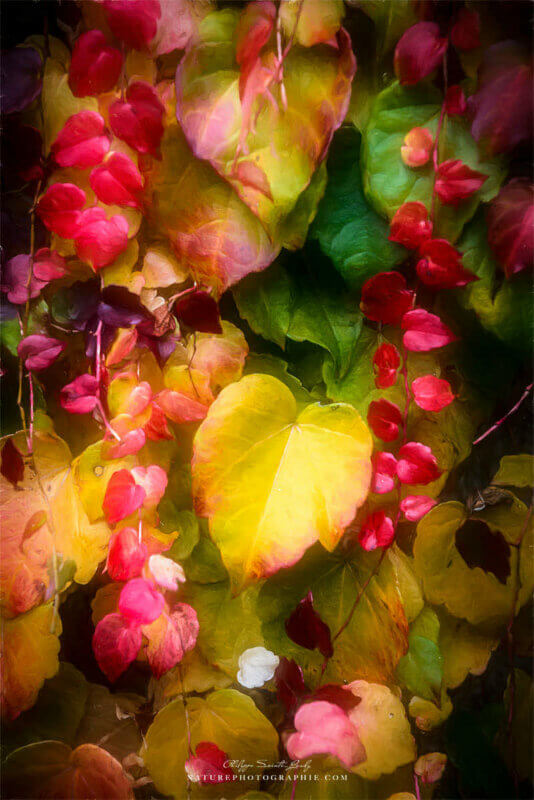 Gros plan sur vigne vierge en automne