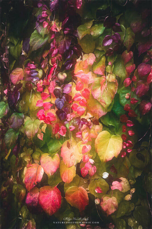 Vigne vierge en paintographie