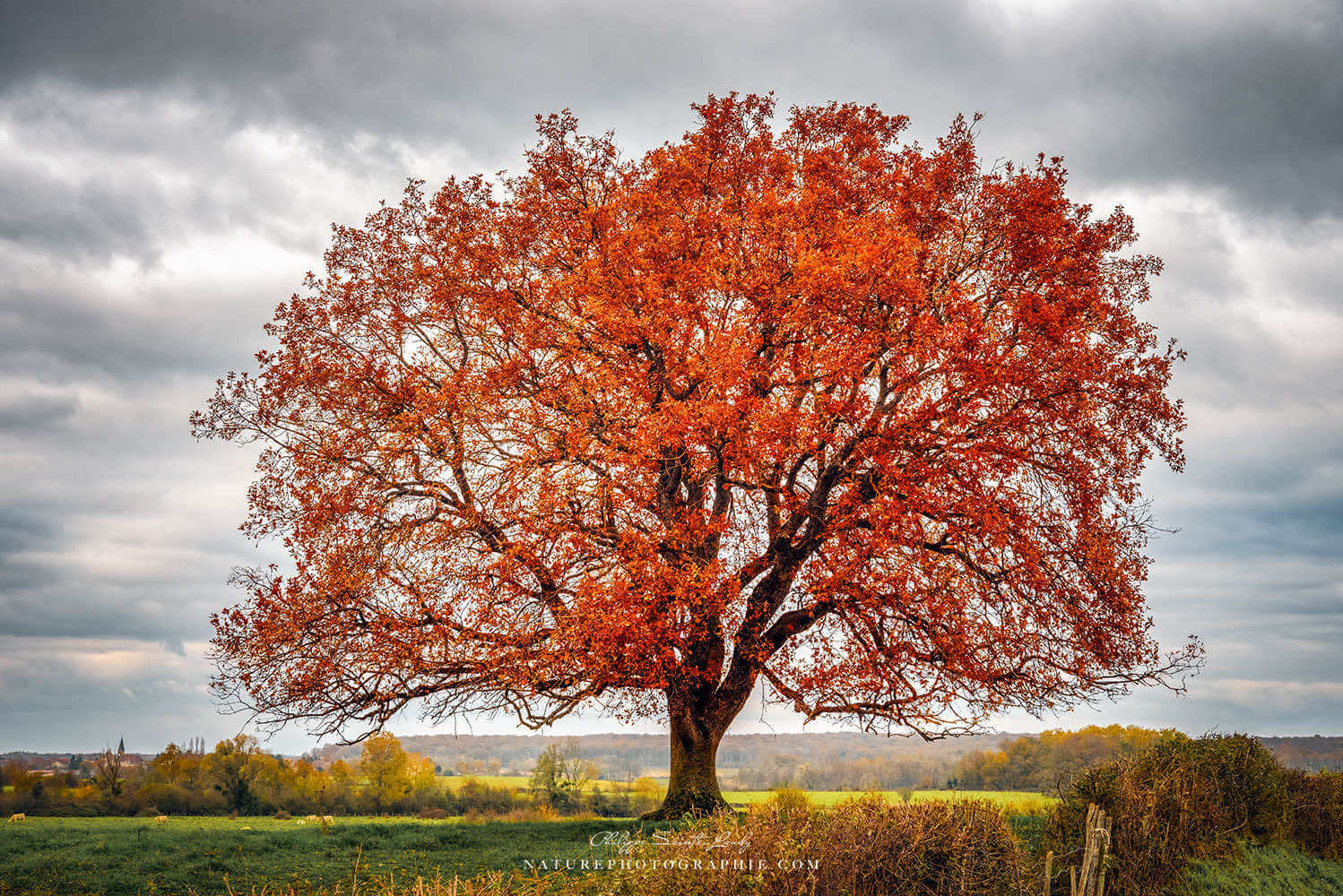 Un chêne en automne