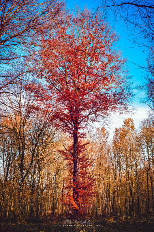 Beauté d'un arbre en automne