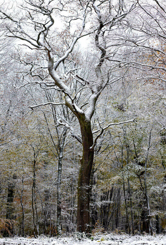 Un arbre nu, gelé sous la neige