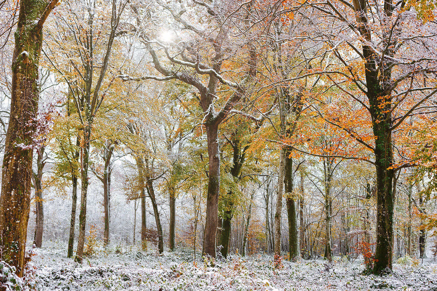 Forêt enneigée en automne