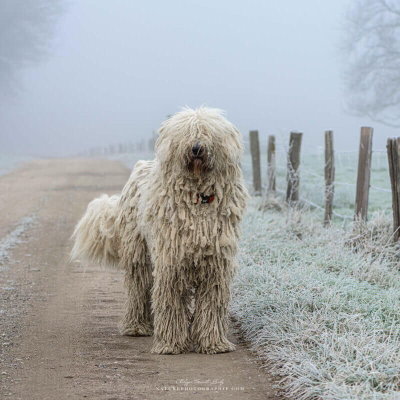 Komondor